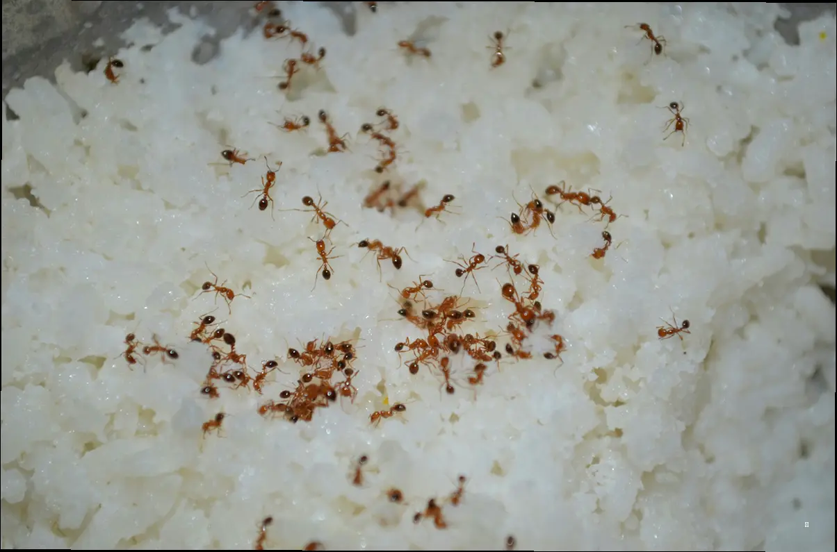 오곡밥 완벽 재료 준비! 황금 비율은?