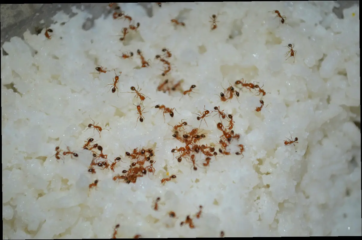 오뚜기 오뚜기밥 흰밥, 겉모습은 어떨까?